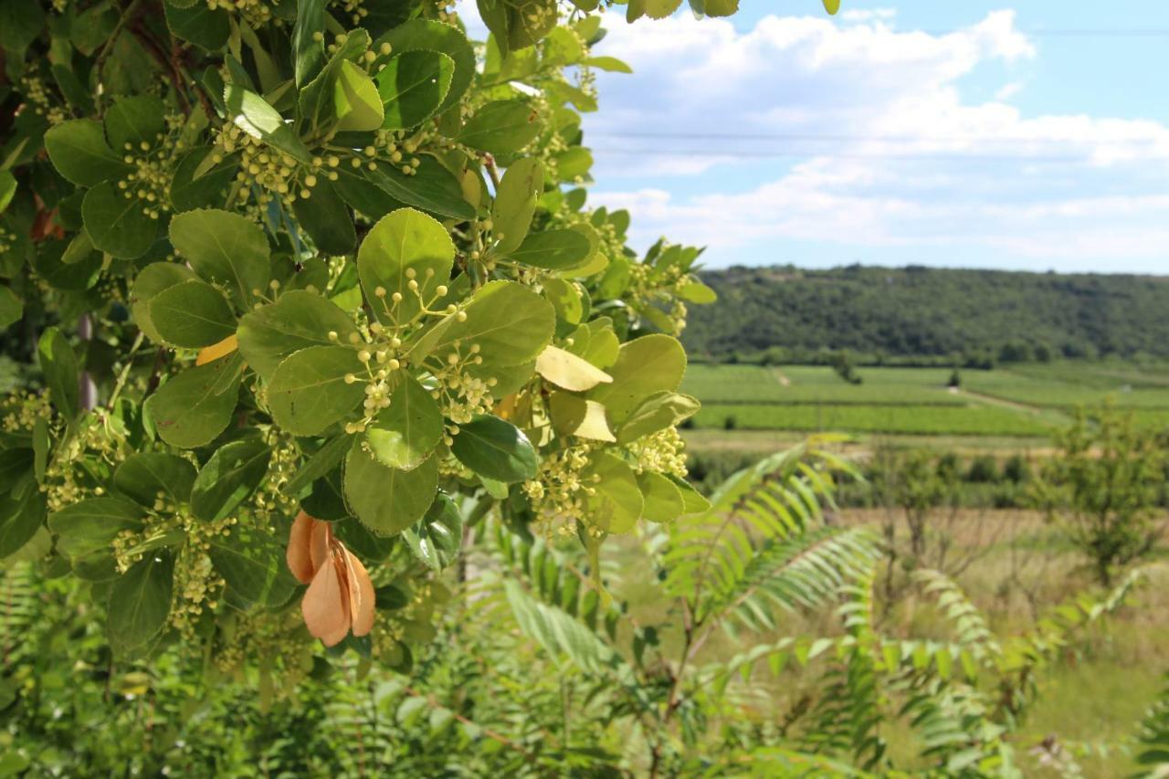 Vila Flora Secovlje Bagian luar foto
